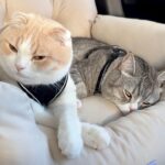 騙されて病院に連れてこられて、大嫌いな注射をされた猫たちが帰り道にこうなっちゃいました…