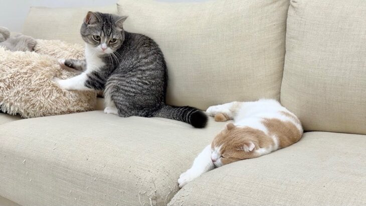 毛繕いしてあげようとしたら大好きな弟に拒絶された猫がショックでこうなっちゃいました…