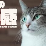 猫の知識「四感」