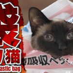 袋入り猫