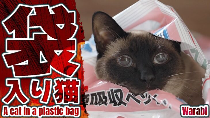 袋入り猫
