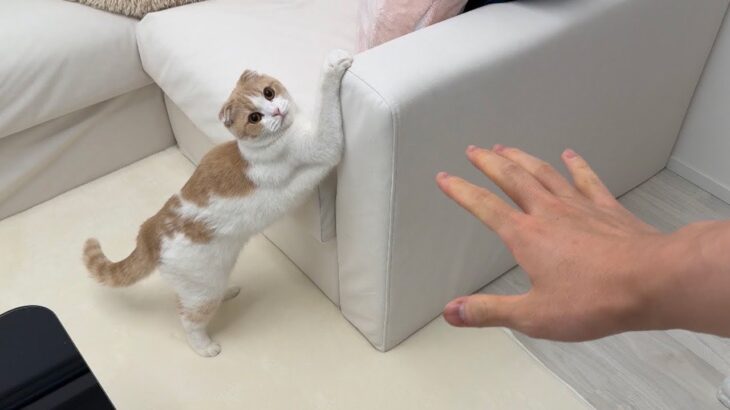 爪研ぎでボロボロにされたソファーを新しくしたら初日でまさかのこうなりました…