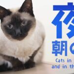 猫の夜と朝の顔