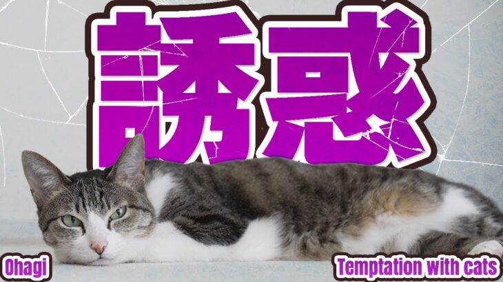 誘惑に負ける？猫