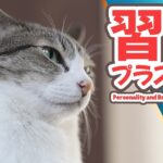 猫の習性＋猫の個性