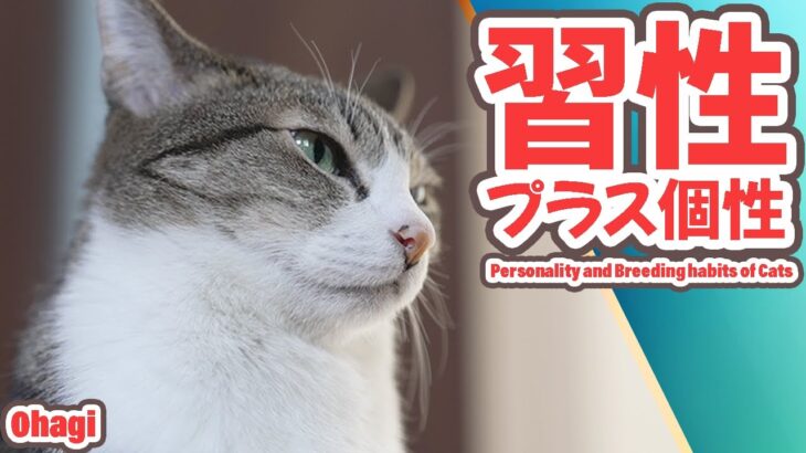 猫の習性＋猫の個性