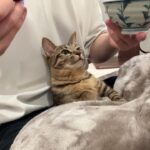 甘えんぼすぎて食事中もずっと離れてくれない実家の猫がかわいすぎました…