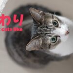 猫のこだわり