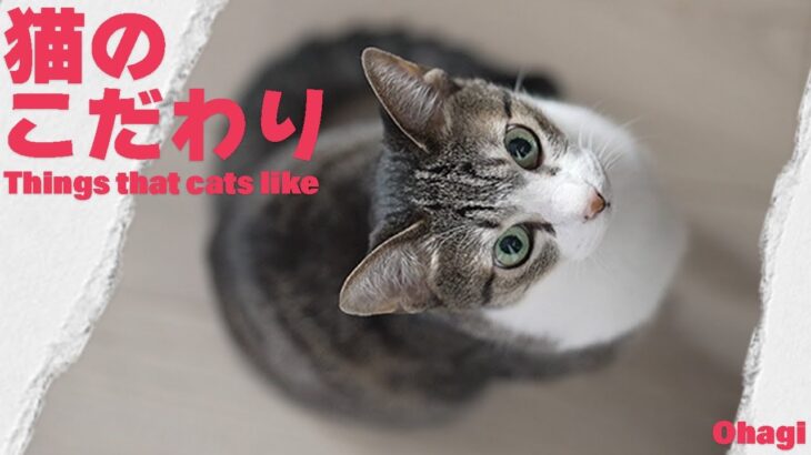 猫のこだわり