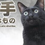 猫の苦手なもの