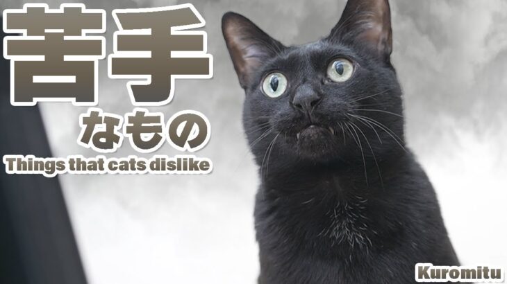 猫の苦手なもの