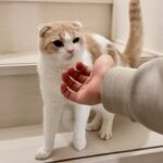 夜遅くに酔っ払って帰ってきた飼い主を見た猫がまさかのこうなっちゃいました…