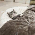 実家で３週間過ごした結果、両親に甘やかされすぎたボス猫がこうなっちゃいましたw