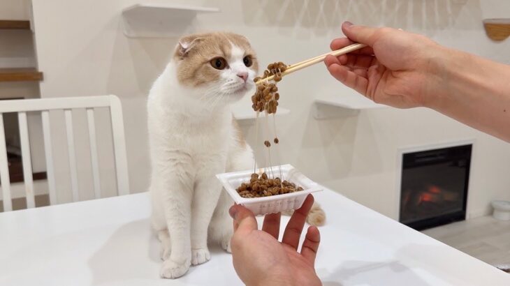 猫がくれくれ言うので初めて納豆を食べさせてみたらまさかのこうなりましたwww