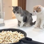 フライパンでポップコーンを作ってたら猫たちがびっくりしてこうなっちゃいましたwww