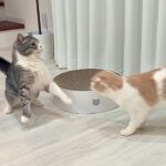カーテンから飛び出して兄猫を驚かせようとしたらびっくりしすぎてこうなっちゃいましたwww