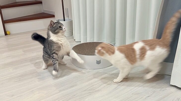 カーテンから飛び出して兄猫を驚かせようとしたらびっくりしすぎてこうなっちゃいましたwww