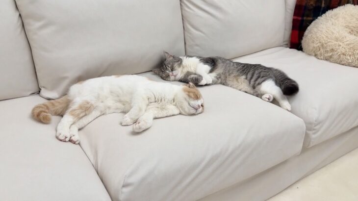 いつもと違う時間に「ご飯食べる？」と聞いてみたら腹ペコな猫たちがこうなりましたwww