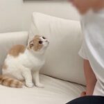 いつもお喋りな猫に「ニャー」と猫語で話しかけてみたら反応が可愛すぎましたwww