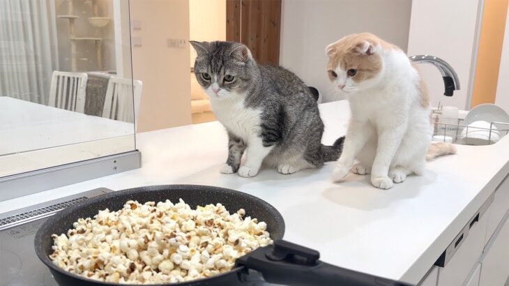 フライパンでポップコーンを作ってたら猫たちがびっくりしてこうなっちゃいましたwww