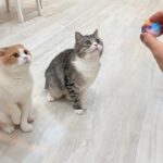 おもちゃ投げるフリして何も投げなかったときの猫たちのリアクションが120点でしたwww