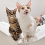 保護して里子に出した猫たちと久しぶりに再会したら2人とも大喜びでこうなっちゃいました笑