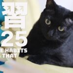 猫の慣習2025
