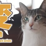 猫の変な行動【2025年】