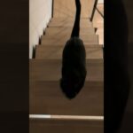 離れると近づく黒猫🐱 – A cat coming – #shorts #cat