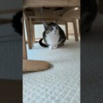 朝チェックの猫🐱 – A cat doing a routine stuff – #shorts #cat