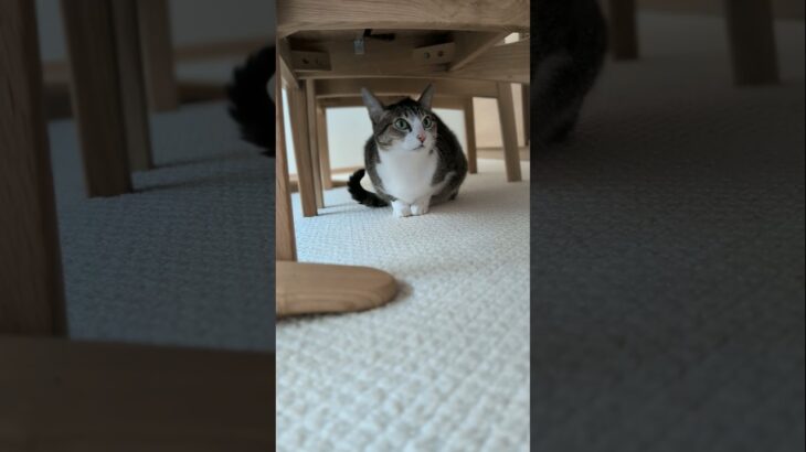 朝チェックの猫🐱 – A cat doing a routine stuff – #shorts #cat