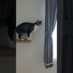 向こうに行きたい猫🐱 – A cat is looking for something – #shorts #cat