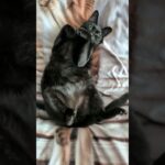 黒猫の腹出し🐱 – A cat shows his belly – #shorts #cat