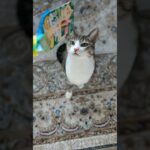 反応した猫🐱 – Cats Reaction – #shorts #cat