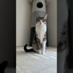 猫の尻尾リズム🐱 – Cats Tail – #shorts #cat