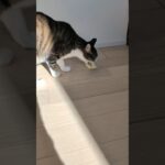 紙くずで遊ぶ猫🐱 – Cats and scraps of paper – #shorts #cat