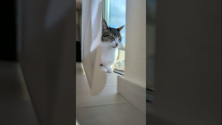 ２階で２回見る猫🐱 – Cats see outside – #shorts #cat