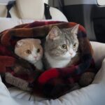 真冬に暖房が壊れたので猫たちと避難することになりました…