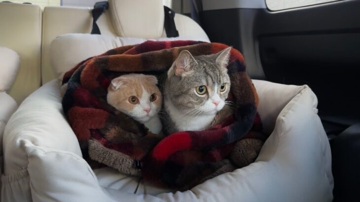 真冬に暖房が壊れたので猫たちと避難することになりました…