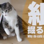 猫が紙を掘る理由とは