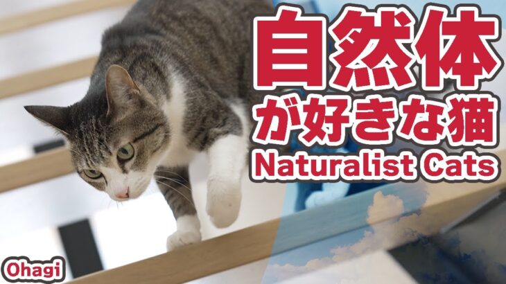 自然体が好きな猫