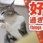 好きすぎた猫