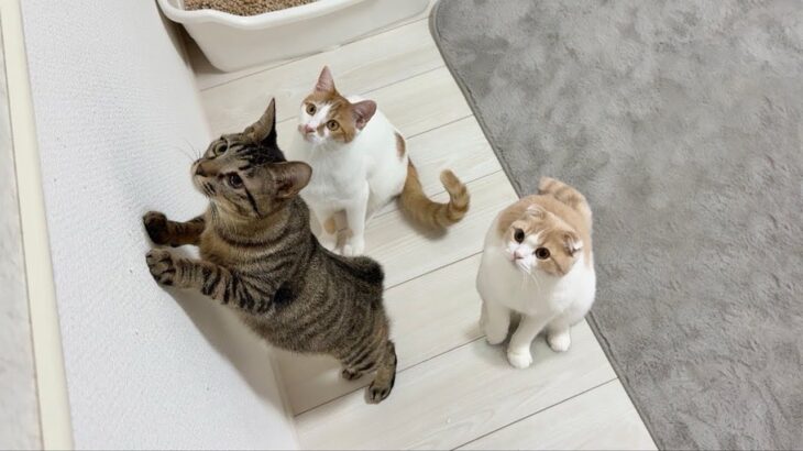 夜中に野良猫の喧嘩を目の当たりにした温室育ちの猫たちがこうなっちゃいました…