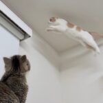 止めても言う事聞かずにカーテンレールに大ジャンプした猫がまさかのこうなっちゃいました…
