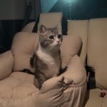 サービスエリアで車に置いていかれた猫が不安でこうなっちゃいました…