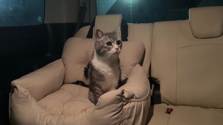 サービスエリアで車に置いていかれた猫が不安でこうなっちゃいました…