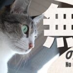 猫の無の境地