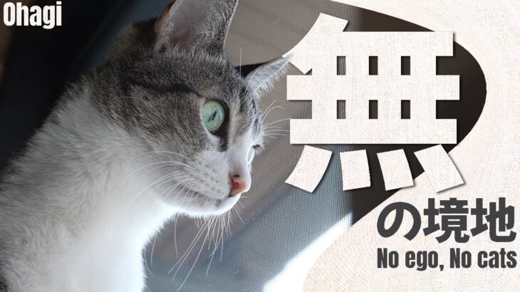 猫の無の境地