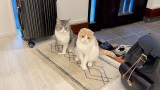 猫たちを置いて出張に行こうとしたら玄関で待ち伏せされてこうなっちゃいました…