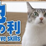 地の利を生かす猫